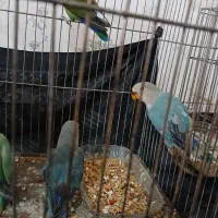 ۳ عدد جوجه کوتوله و عروس هلندی