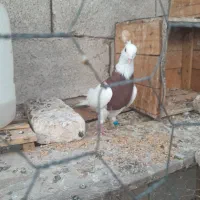 طوقی نر خال سیاه|پرنده|خرمشهر, |دیوار