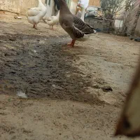 قوغاز نر وغاز ماده وجه غاز پنج ماه|حیوانات مزرعه|نگین شهر, |دیوار