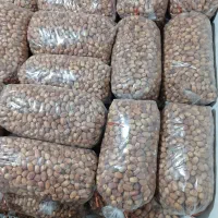 فروش خرما قصر|عمدهفروشی|سرپل ذهاب, |دیوار