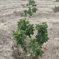 ملک انجیر منطقه خیر مبارک آباد|فروش دفتر صنعتی، کشاورزی، تجاری|رونیز, |دیوار