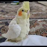 عروس هلندی|پرنده|کهریزک, |دیوار