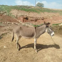 الاغ|حیوانات مزرعه|کوهدشت, |دیوار