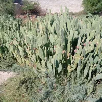 قلمه کاکتوس آپونتیای میوه دار|گل و گیاه طبیعی|گله دار, |دیوار