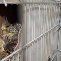 یک جفت عروس هلندی مولد جوان باسه تا جوجه|پرنده|کاشمر, |دیوار