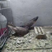 رنگی.دورگ|پرنده|باوی, |دیوار