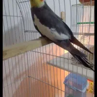 عروس جفت مولد