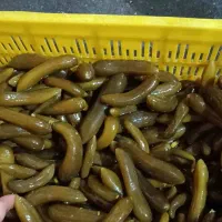تولید و فروش انواع ترشی، خیارشور و مشتقات سیر سیاه|عمده‌فروشی|ری, دولت‌آباد|دیوار
