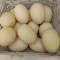 تخم اردک محلی اسراییلی