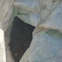 کودگاوی کمپوست وپوسیده