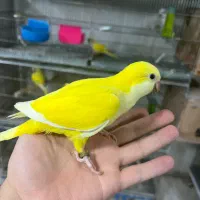 جوجه راهب