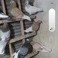 نباتی|پرنده|ساروق, |دیوار