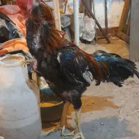 خروس لاری