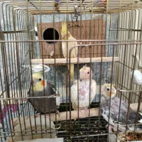 یک جفت نروماده عروس هلندی همراه جوجه