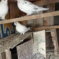 دو جفت کفتر اس پرشی خال قدیم|پرنده|گرگان, |دیوار