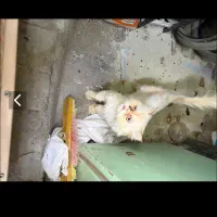 واگذاری گربه پرشین