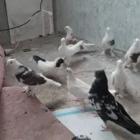 کبوتر نرو ماده با ۲ جوجه