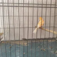 قناری نر|پرنده|سیرجان, |دیوار