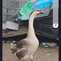 غازاوکراینی