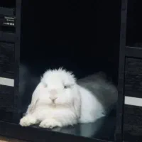 واگذاری خرگوش لوپ سفید