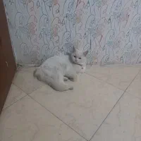 گربه بیریتیش|گربه|مشهد, چهنو|دیوار