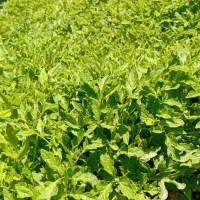 نهال گوجه..بادمجان ضمانتی