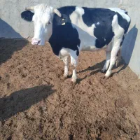 دوراس تلیسه