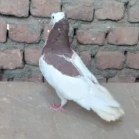 کبوتر خال کاکلی|پرنده|بیرجند, |دیوار
