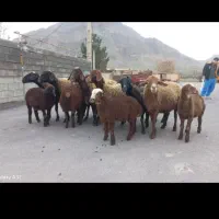 میش بز بزغاله