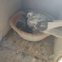 تعداد ی کفتر|حیوانات|پاکدشت, پاکدشت (مامازند)|دیوار