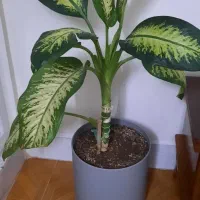 گل طبیعی|گل و گیاه طبیعی|صباشهر, |دیوار