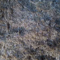 کاه گندم|حیوانات مزرعه|سبزوار, مدرس|دیوار