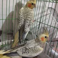 عروس هلندی