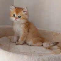 فرشته های گلد لانگ هیر و شورت هیر