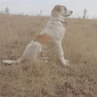 توله سگ ۶ ماهه نر