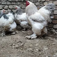 جوجه برهما رومانی اصل