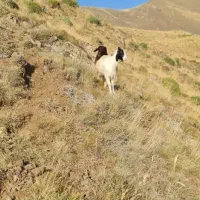 فروش دام زنده.بازدید در محل . اوگانیک|حیوانات مزرعه|کرج, باغستان|دیوار