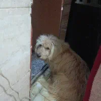 گربه ملوس|گربه|سبزوار, شهرک ابوذر|دیوار