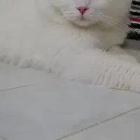 اسکاتیش