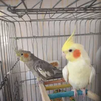 دوعدد عروس هلندی نر سالم وسرحال باقفس