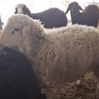 فروش یک تا چهارده راس گوسفند نژاد دار و عالی
