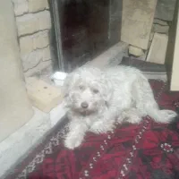 سگ. خانگی دست آموز خیلی باهوش|سگ|سبزوار, هویزه|دیوار