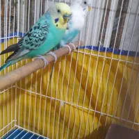 مرغ عشق جفت|پرنده|لالجین, |دیوار