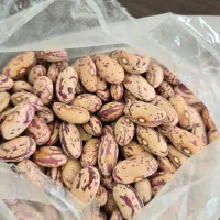 لوبیا چیتی خارجی|خوردنی و آشامیدنی|مشهد, حجت|دیوار