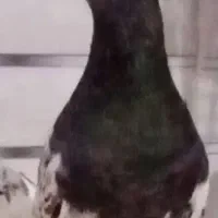 سلام خدمت دوستان عشق باز