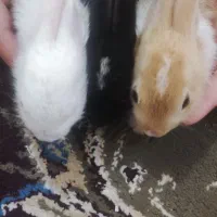 بچه خرگوش ها|موش و خرگوش|برازجان, |دیوار