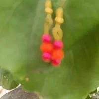 گوشواره متنوع|جواهرات|تهران, شمس‌آباد|دیوار