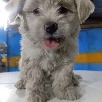 سگ پاکوتاه گمشده