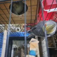 جفت عروس هلندی با جوجه|پرنده|فردیس, فردیس|دیوار