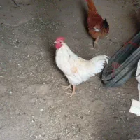 خروس|حیوانات مزرعه|دهگلان, |دیوار